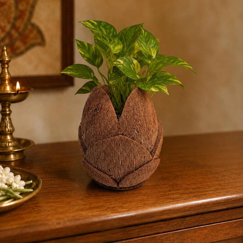Lotus 3-Step Coconut Husk Planter | Kerala Handcrafted Eco-Friendly Decorative Pot